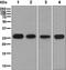 Immunoglobulin Kappa Constant antibody, ab134929, Abcam, Western Blot image 