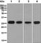 Ig kappa chain C region antibody, ab134929, Abcam, Western Blot image 