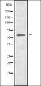 Homeobox C12 antibody, orb338377, Biorbyt, Western Blot image 