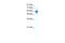 Zinc Finger Protein 276 antibody, 28-444, ProSci, Western Blot image 