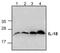 Interleukin 18 antibody, TA319043, Origene, Western Blot image 