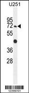 Glycosylphosphatidylinositol Anchor Attachment 1 antibody, 55-369, ProSci, Western Blot image 