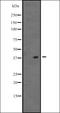 Visual System Homeobox 1 antibody, orb335286, Biorbyt, Western Blot image 