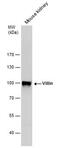 Villin 1 antibody, PA5-78222, Invitrogen Antibodies, Western Blot image 