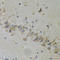 Toll Like Receptor 7 antibody, STJ25871, St John