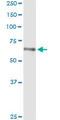 H2.0 Like Homeobox antibody, LS-C197419, Lifespan Biosciences, Immunoprecipitation image 