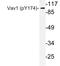 Vav Guanine Nucleotide Exchange Factor 1 antibody, LS-C178004, Lifespan Biosciences, Western Blot image 