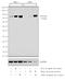 TNF Alpha Induced Protein 3 antibody, MA5-16164, Invitrogen Antibodies, Western Blot image 