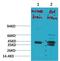 Potassium Two Pore Domain Channel Subfamily K Member 9 antibody, A03867, Boster Biological Technology, Western Blot image 
