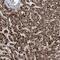 EHHADH antibody, NBP1-84915, Novus Biologicals, Immunohistochemistry paraffin image 