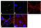 Claudin 7 antibody, 34-9100, Invitrogen Antibodies, Immunofluorescence image 