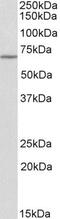 Thymocyte Selection Associated antibody, PA5-19288, Invitrogen Antibodies, Western Blot image 