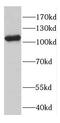 Contactin 4 antibody, FNab01822, FineTest, Western Blot image 