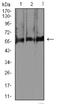 RNA Binding Fox-1 Homolog 3 antibody, NBP2-61841, Novus Biologicals, Western Blot image 