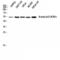 p53 antibody, LS-C380605, Lifespan Biosciences, Western Blot image 