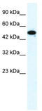 Zinc Finger Protein 778 antibody, TA341535, Origene, Western Blot image 