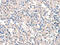 Rho Guanine Nucleotide Exchange Factor 11 antibody, CSB-PA239750, Cusabio, Immunohistochemistry frozen image 