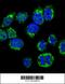 Calmodulin antibody, 63-511, ProSci, Immunofluorescence image 