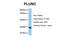 BPI Fold Containing Family A Member 1 antibody, NBP1-58979, Novus Biologicals, Western Blot image 