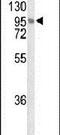 Leucine-rich repeat and immunoglobulin-like domain-containing nogo receptor-interacting protein 1 antibody, PA5-25941, Invitrogen Antibodies, Western Blot image 