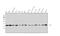 Aryl Hydrocarbon Receptor Interacting Protein antibody, M02759, Boster Biological Technology, Western Blot image 