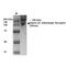 Adrenoceptor Alpha 2C antibody, MA5-27725, Invitrogen Antibodies, Western Blot image 