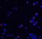 Ubiquitin Associated Protein 2 Like antibody, A07183-1, Boster Biological Technology, Immunofluorescence image 