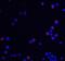 Ubiquitin Associated Protein 2 Like antibody, A07183-1, Boster Biological Technology, Immunofluorescence image 