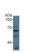 Autophagy Related 16 Like 1 antibody, abx129062, Abbexa, Western Blot image 