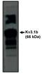 Potassium Voltage-Gated Channel Subfamily C Member 1 antibody, MBS395410, MyBioSource, Western Blot image 