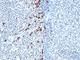 Immunoglobulin Kappa Variable 1D-16 antibody, V3148IHC-7ML, NSJ Bioreagents, Immunohistochemistry frozen image 