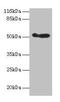 Aldehyde Dehydrogenase 3 Family Member A1 antibody, CSB-PA001572EA01HU, Cusabio, Western Blot image 