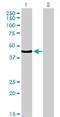 Transcription Factor 7 antibody, H00006932-M01, Novus Biologicals, Western Blot image 