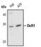 TNF Receptor Superfamily Member 10c antibody, PA5-17375, Invitrogen Antibodies, Western Blot image 