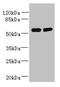 T-Complex-Associated-Testis-Expressed 1 antibody, CSB-PA689339LA01HU, Cusabio, Western Blot image 