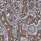 Thiamin pyrophosphokinase 1 antibody, NBP1-83152, Novus Biologicals, Immunohistochemistry frozen image 