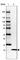 Ubiquitin-fold modifier 1 antibody, HPA039758, Atlas Antibodies, Western Blot image 