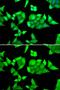 Tripartite Motif Containing 27 antibody, GTX33559, GeneTex, Immunofluorescence image 