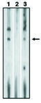 Sphingosine-1-Phosphate Receptor 1 antibody, MBS395775, MyBioSource, Western Blot image 