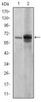 SLK antibody, GTX60461, GeneTex, Western Blot image 