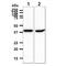 Short-chain specific acyl-CoA dehydrogenase, mitochondrial antibody, GTX57702, GeneTex, Western Blot image 