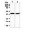 Acyl-CoA Dehydrogenase Short Chain antibody, GTX57702, GeneTex, Western Blot image 