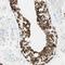 FMR1 Neighbor antibody, NBP1-85403, Novus Biologicals, Immunohistochemistry frozen image 