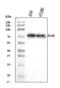 PVR Cell Adhesion Molecule antibody, A00664-4, Boster Biological Technology, Western Blot image 