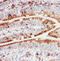 Heat Shock Protein Family H (Hsp110) Member 1 antibody, LS-C312764, Lifespan Biosciences, Immunohistochemistry frozen image 