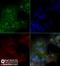 CD36 Molecule antibody, NBP2-54790, Novus Biologicals, Immunofluorescence image 