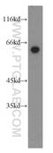 Staufen Double-Stranded RNA Binding Protein 2 antibody, 15998-1-AP, Proteintech Group, Western Blot image 