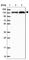 Nuclear Receptor Corepressor 1 antibody, HPA050288, Atlas Antibodies, Western Blot image 