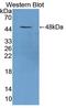 Triadin antibody, LS-C712165, Lifespan Biosciences, Western Blot image 