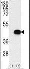 Branched Chain Keto Acid Dehydrogenase Kinase antibody, PA5-13903, Invitrogen Antibodies, Western Blot image 